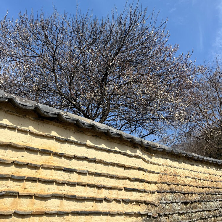 油絵二月堂裏参道の春 東大寺裏参道から望む二月堂[01109092340]の写真・イラスト素材