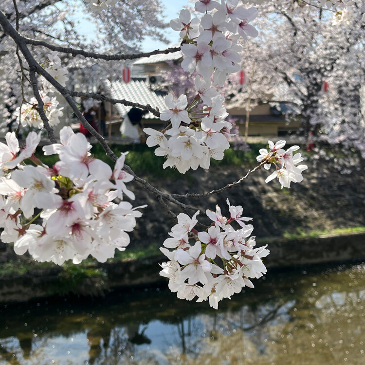 yasuhiro8282さんの投稿/佐保川 川路桜 ｜ ことりっぷ
