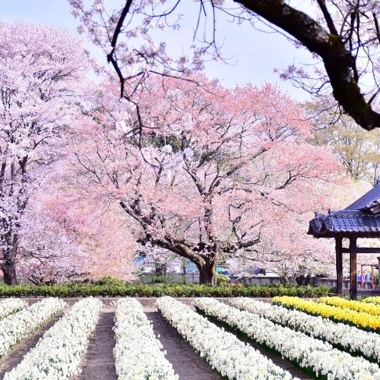 4K映像 桜の名所「実相寺の山高神代桜 春満開編」cherry blossom