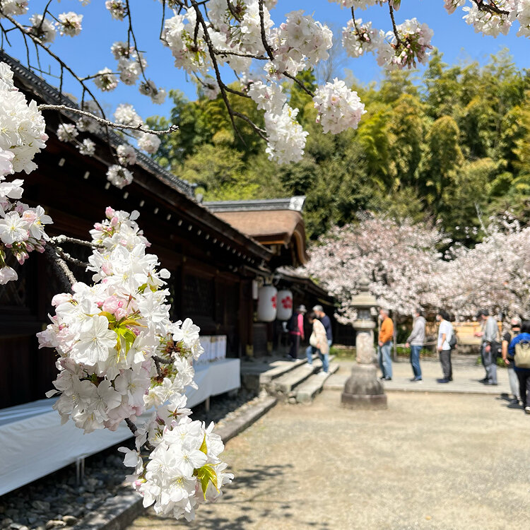 ねんちゃんさんの投稿/平野神社 ｜ ことりっぷ