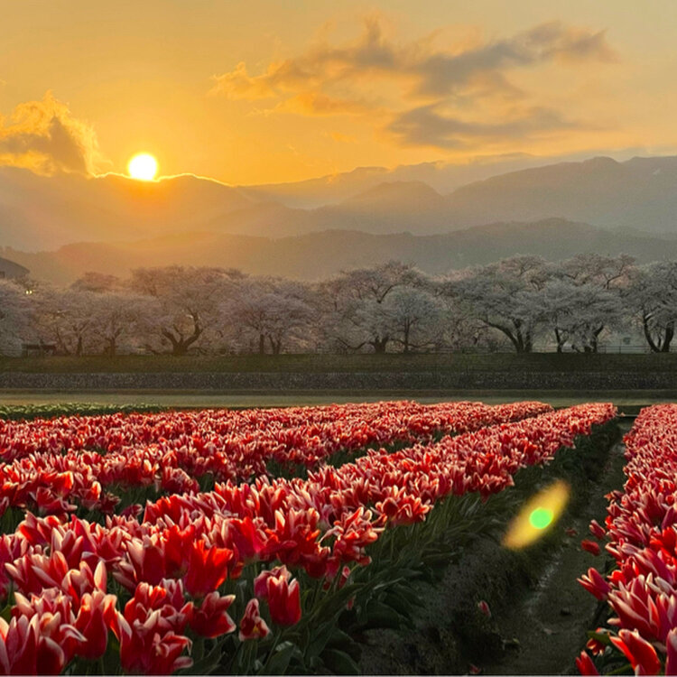 miyumiyuさんの投稿/あさひ舟川春の四重奏 ｜ ことりっぷ