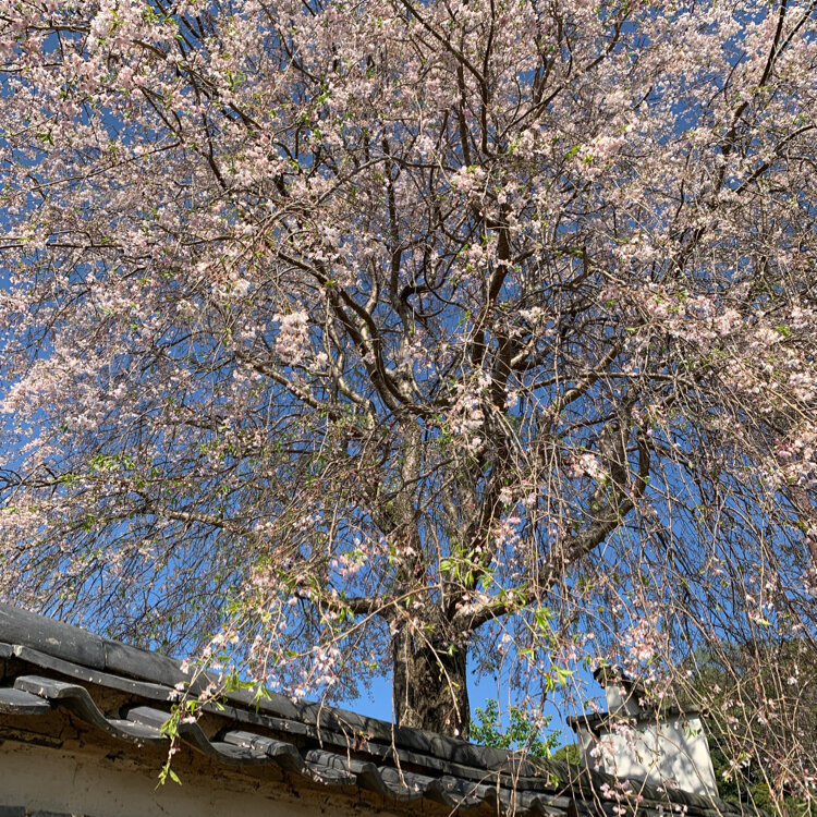 東大寺二月堂裏参道 - （奈良県）の詳細情報 ｜ ことりっぷ