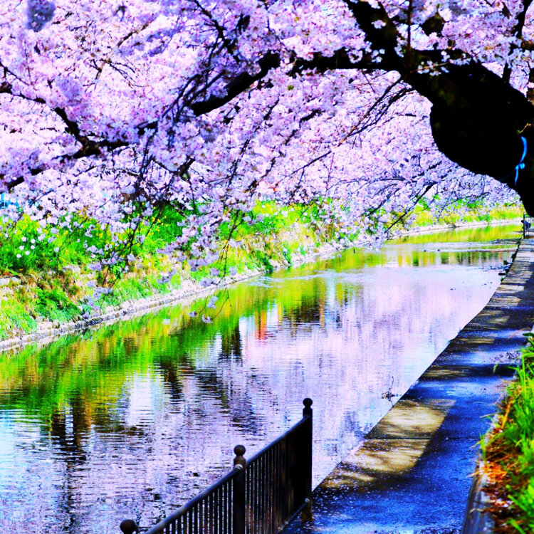 かずりんさんの投稿/岩倉五条川の桜 ｜ ことりっぷ