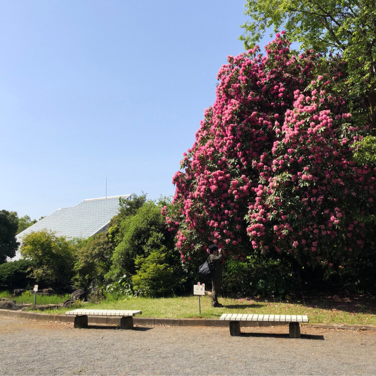 Naokoさんの投稿/国立科学博物館筑波実験植物園 | ことりっぷ Naokoさんの投稿/国立科学博物館筑波実験植物園 | ことりっぷ