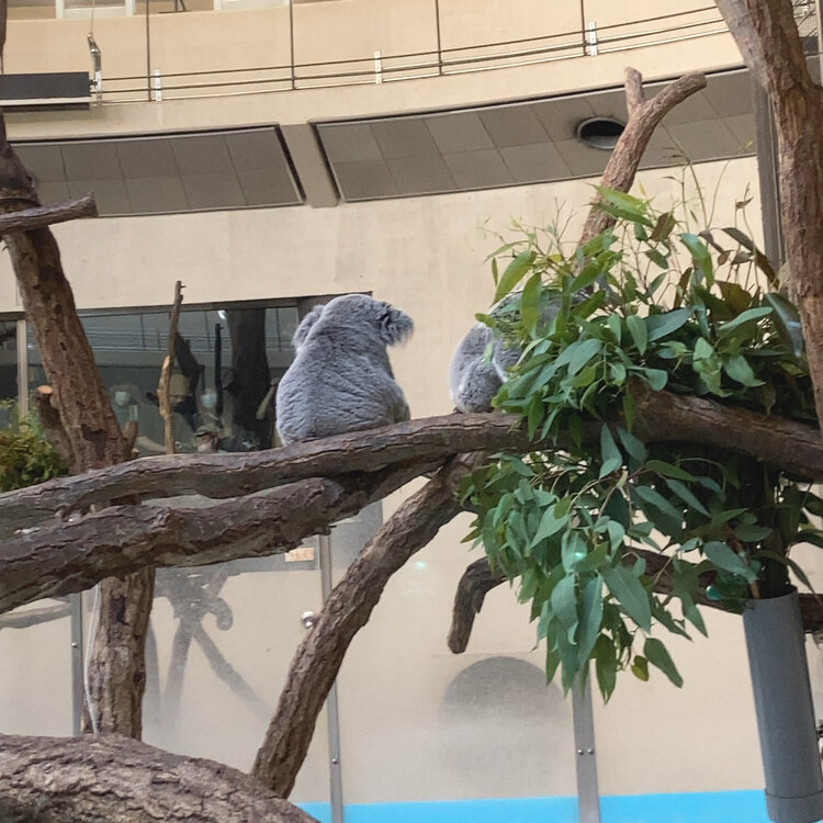 etoile10さんの投稿/東京都多摩動物公園 ｜ ことりっぷ