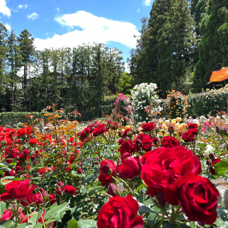 霊山寺バラ庭園 | 奈良県 | 全国の花風景 | はなまっぷ～日本の
