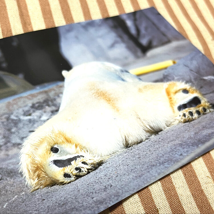 パウダーベアさんの投稿/旭川市旭山動物園 ｜ ことりっぷ