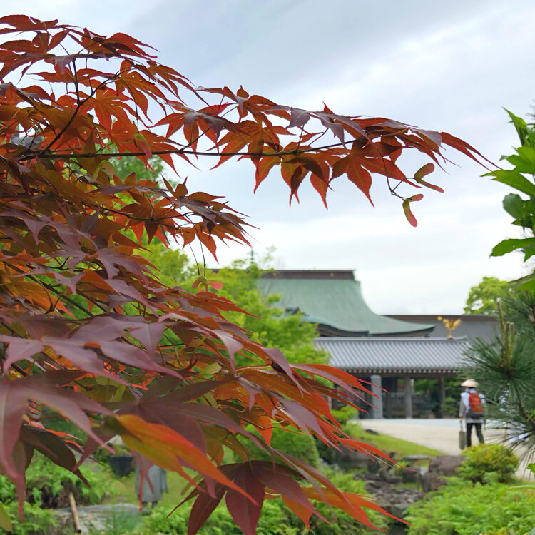 安楽寺 - （徳島県）の詳細情報 ｜ ことりっぷ