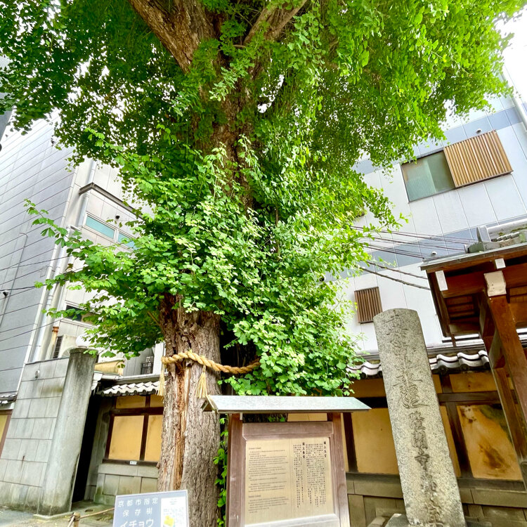 Amazon.co.jp: セット≪本能寺の変（織田信長命日）限定≫京都