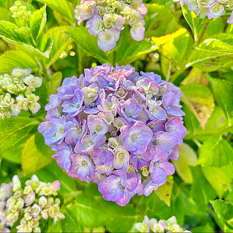 紫陽花 楽天市場】【数量限定】紫陽花 あじさい タイニーガール 青 4.5
