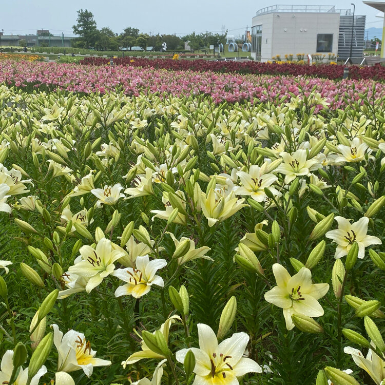 yayoさんの投稿/ゆりの里公園 ｜ ことりっぷ