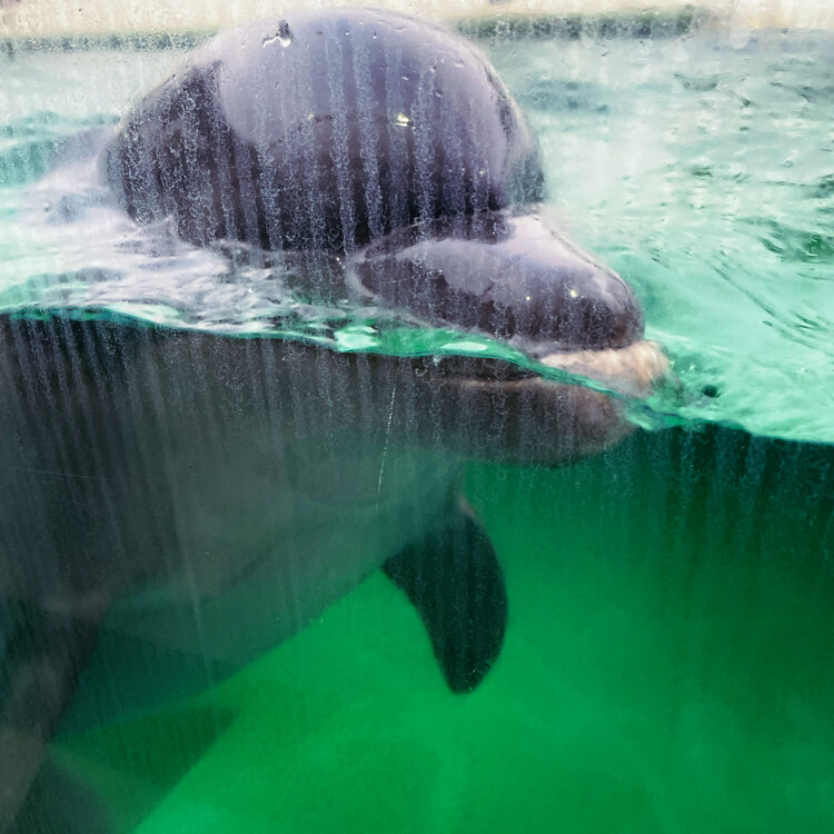 micabuさんの投稿/しながわ水族館 ｜ ことりっぷ