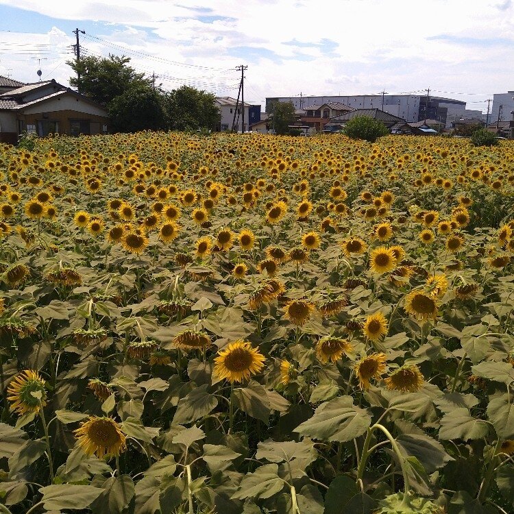 peonyさんの投稿/蓮田ひまわり畑 ｜ ことりっぷ