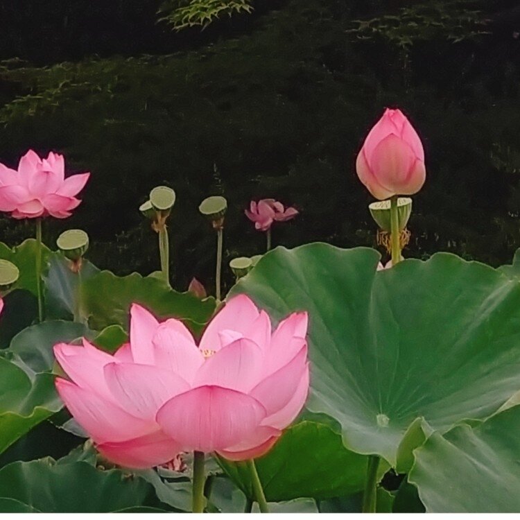 mikugashiさんの投稿/千鳥ヶ淵 ｜ ことりっぷ