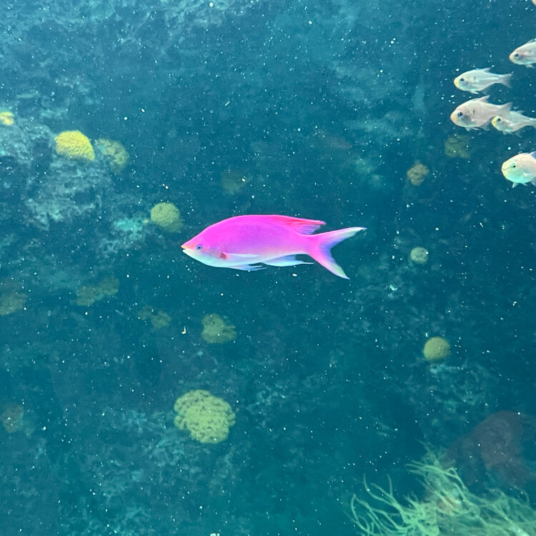 ぴょんさんの投稿/アクアマリン福島 ｜ ことりっぷ