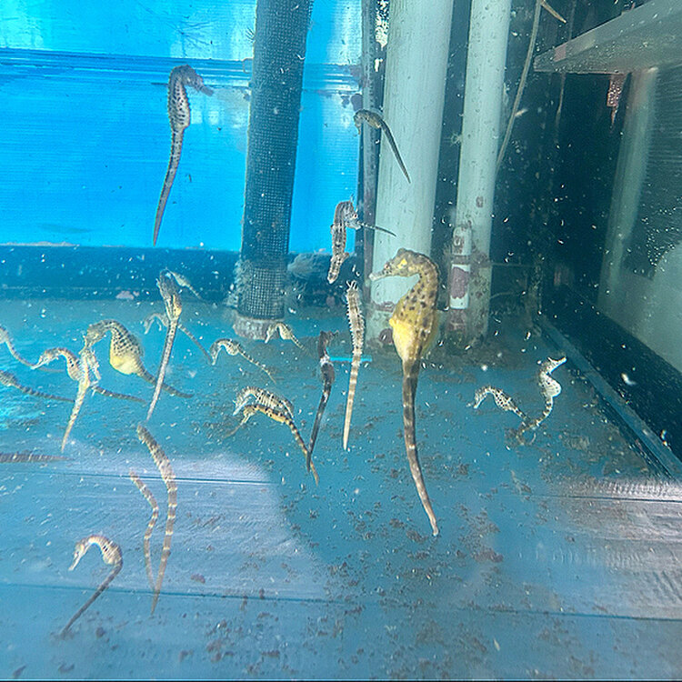 タツノオトシゴの風鎮 タツノオトシゴハウスの観光ガイド (鹿児島県南九州市頴娃町別府5202-2