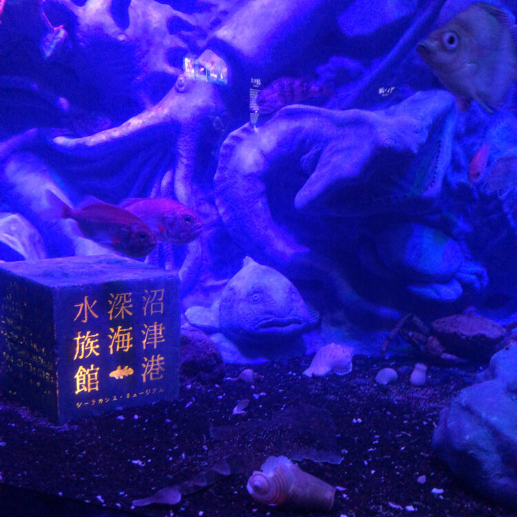 沼津港水族館限定 シーラカンス カロラータミュ ージアムモデルフィギュア 海洋堂 Numazu.png