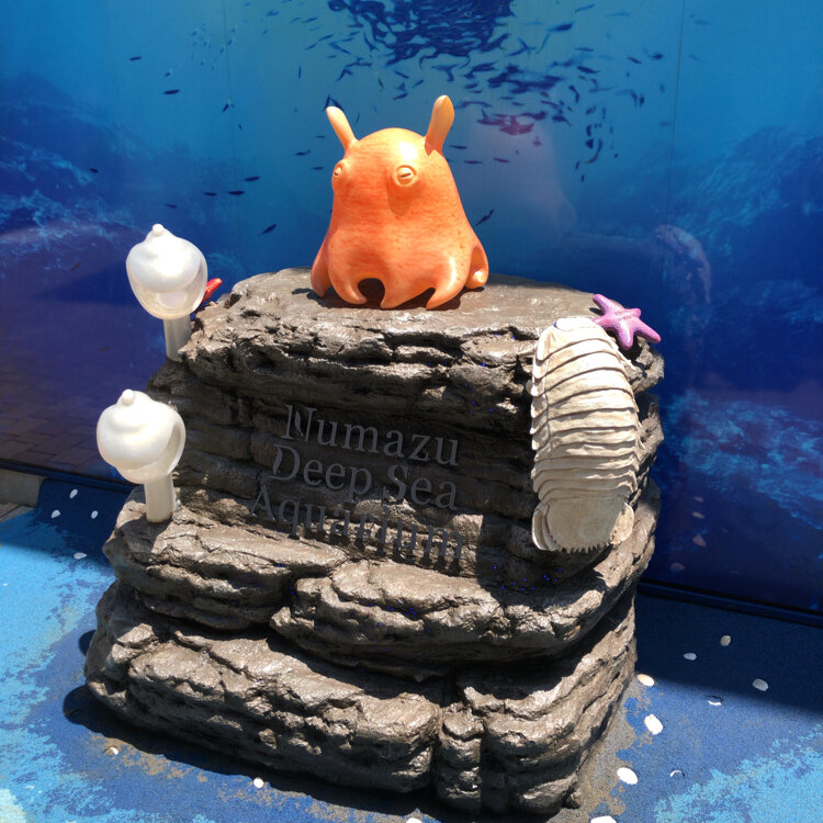 沼津港水族館限定 シーラカンス カロラータミュ ージアムモデル