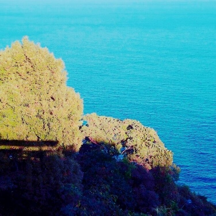 mikugashiさんの投稿/熱海アカオフォレストパーク ｜ ことりっぷ