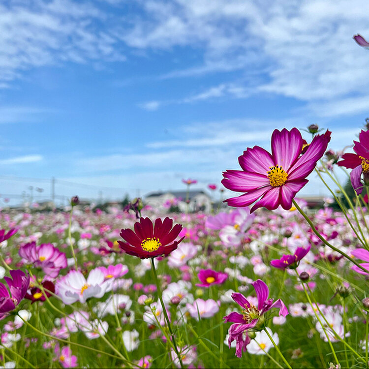 秋を感じる可憐な花、美しいコスモス畑10選｜ことりっぷフォト