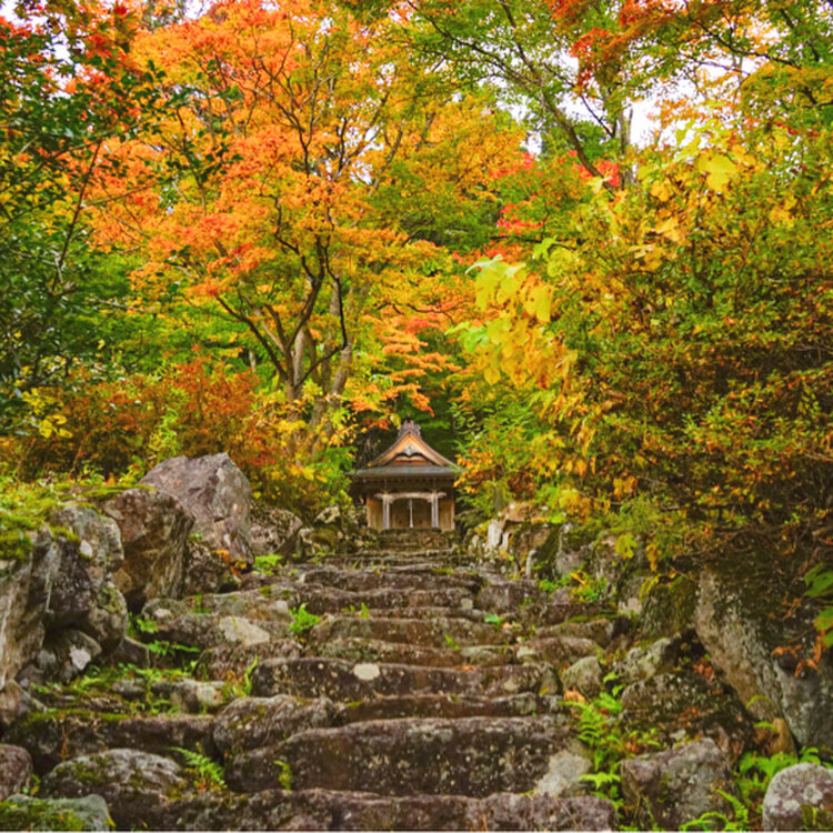 イチョウの木、ぎんなん テーブル全体が切り株 ギンナン」の5250