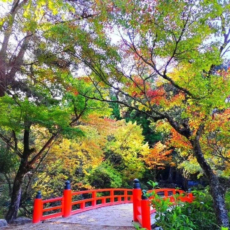 ころすけ🌱さんの投稿/紅葉谷公園 ｜ ことりっぷ