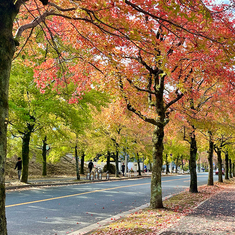 北千里三色彩道 - （大阪府）の詳細情報 ｜ ことりっぷ