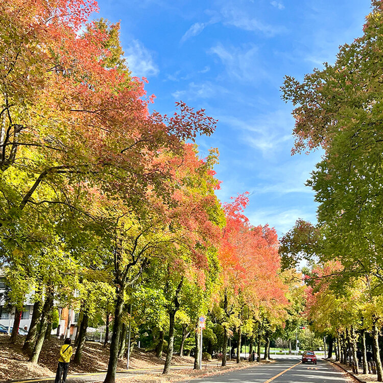 此木三紅大「金彩唐草銚子」一対　木箱付　東Y5-1018③タサチ DSC00703.jpg?v=1697014385