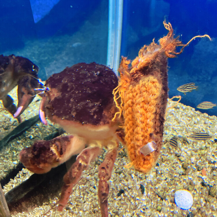 なお🫧さんの投稿/なぎさ水族館 ｜ ことりっぷ