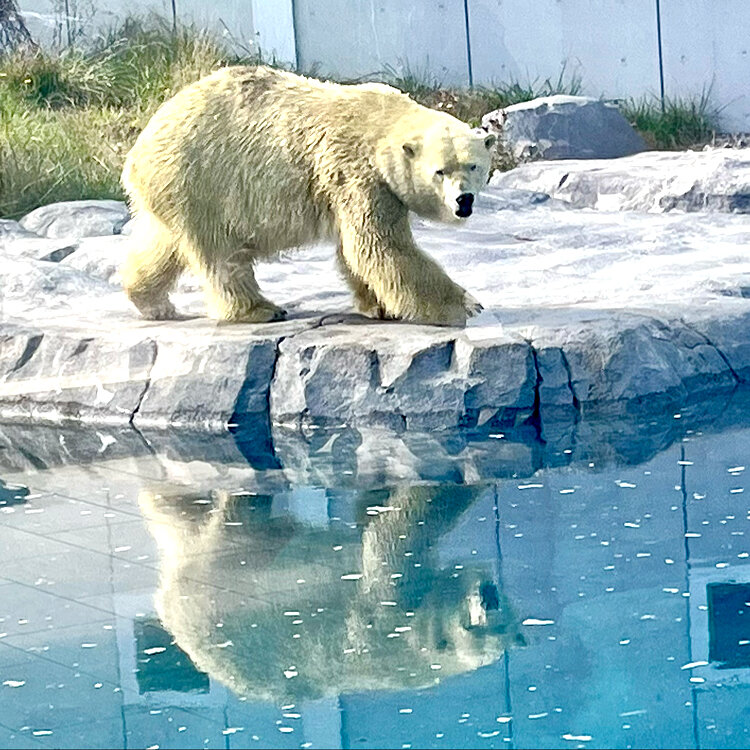 ☆ 北海道 円山動物園 ☆ ピクニック ☆
