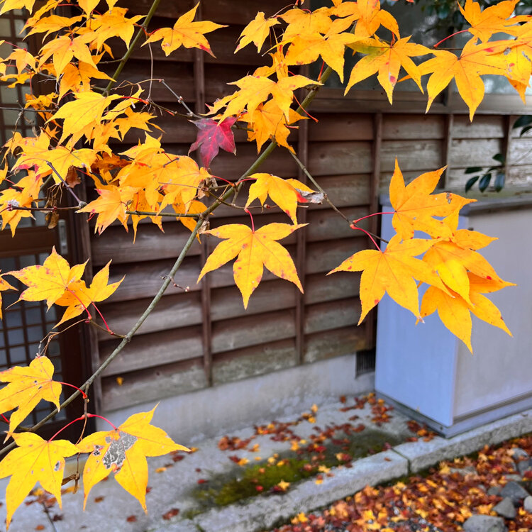 漢陽寺 - （山口県）の詳細情報 ｜ ことりっぷ
