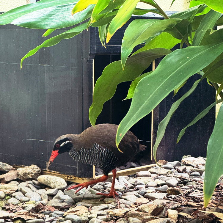 岸本ウラチ　ヤンバルクイナ 岸本ウラチ ヤンバルクイナ - メルカリ