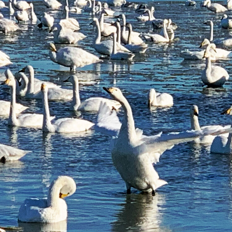 yumikoさんの投稿/本埜の白鳥の郷 ｜ ことりっぷ