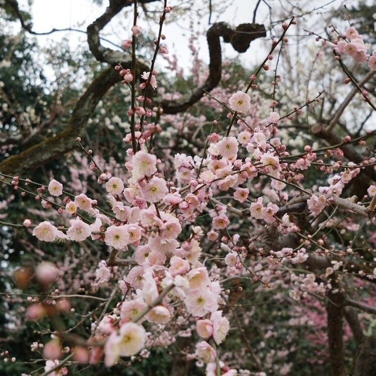 オーダー受付❁﻿桜の木 学校の門 - その他