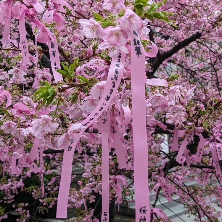 桜神様　12日 ところざわサクラタウンにて、3月26日（土）よりアート展『千本桜の