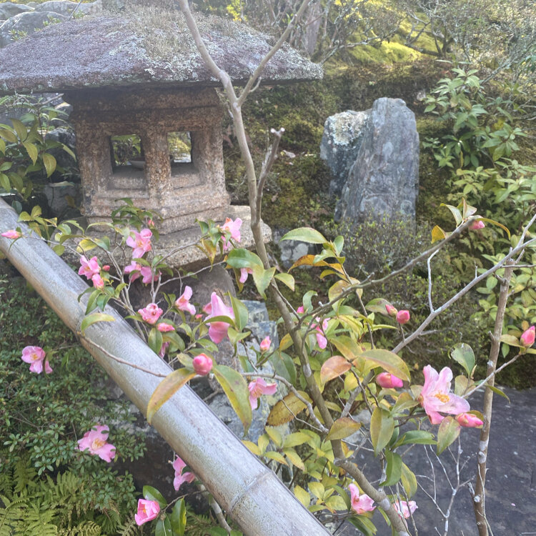 みーやんさんの投稿/霊鑑寺 ｜ ことりっぷ