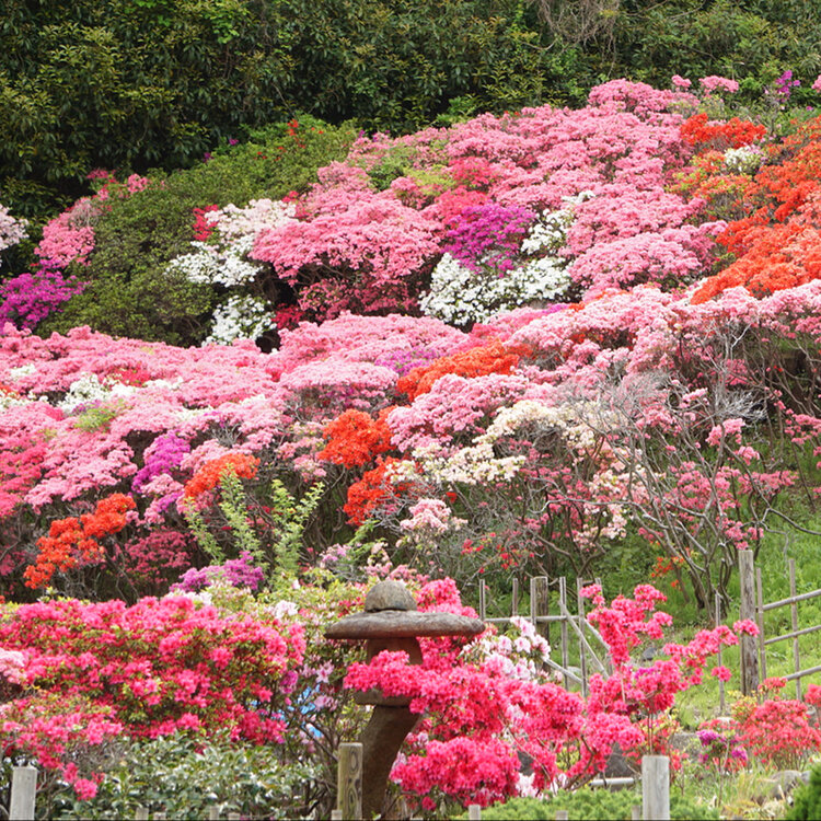 トコシエコウの花畑 即納！最大半額！】 トコシエコウの花畑様専用ページ 標本用品