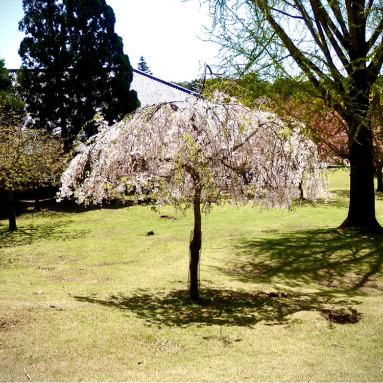 ゆっきさんの投稿/奈良公園 ｜ ことりっぷ