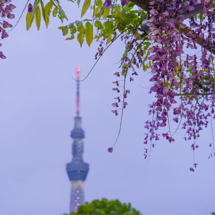 nicoさんの投稿/亀戸天神社 ｜ ことりっぷ