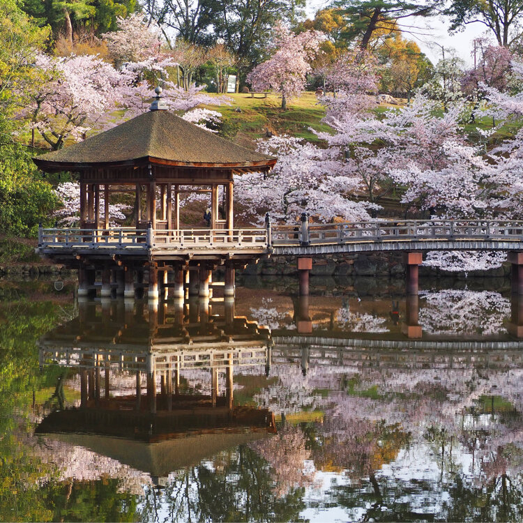 油絵奈良浮御堂の桜 油絵奈良浮御堂の桜
