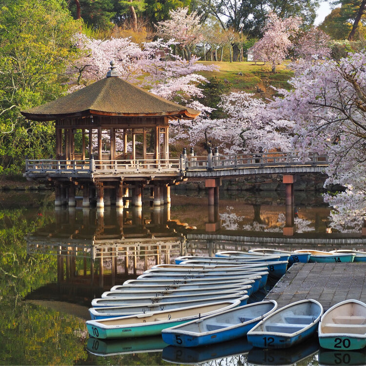 油絵奈良浮御堂の桜 浮見堂 桜