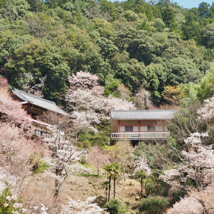 kikumaru45さんの投稿/吉野山の桜 ｜ ことりっぷ