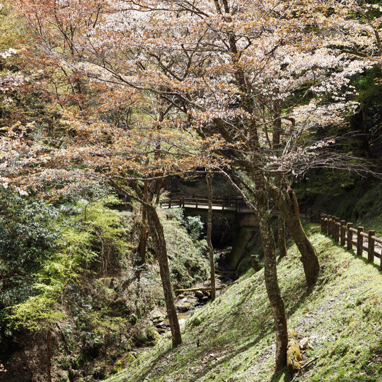 kikumaru45さんの投稿/吉野山の桜 ｜ ことりっぷ