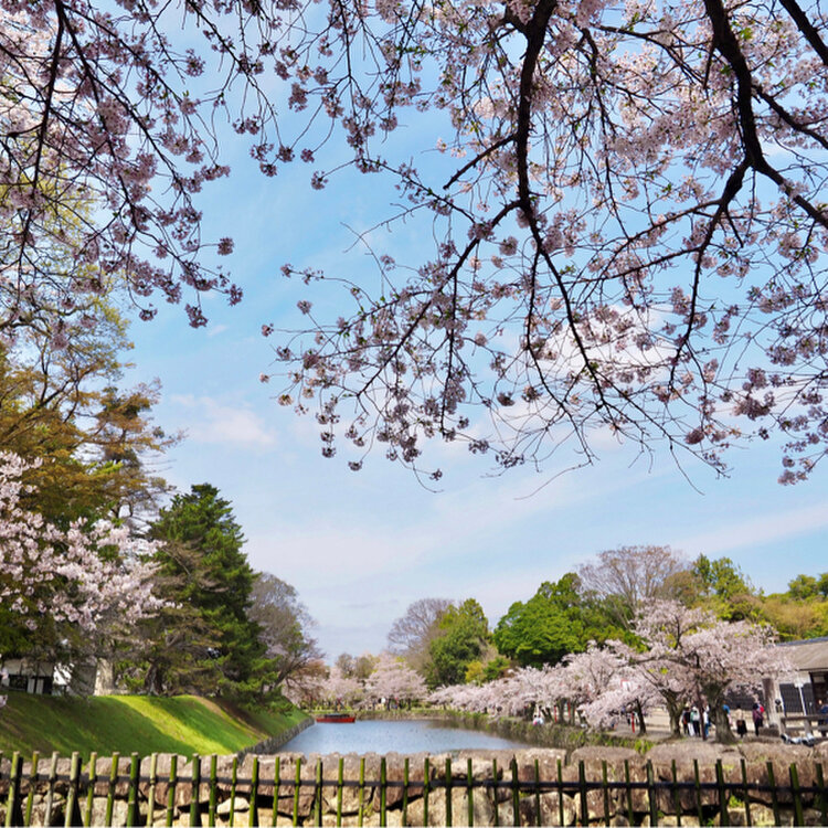 kikumaru45さんの投稿/彦根城の桜 ｜ ことりっぷ