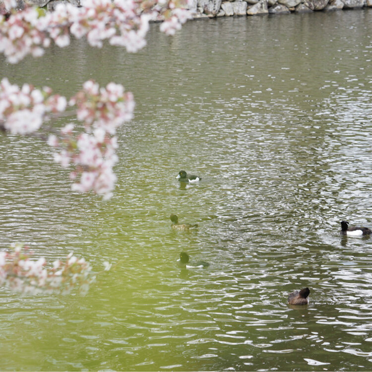 桜の彦根城、F6号油絵、佐原聖春 61eoRvqNgxL._AC_SY200_QL15_.jpg