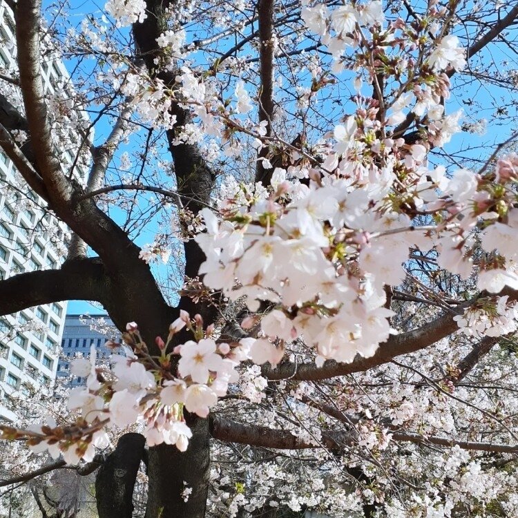 ひよりさんの投稿/日比谷公園 ｜ ことりっぷ 