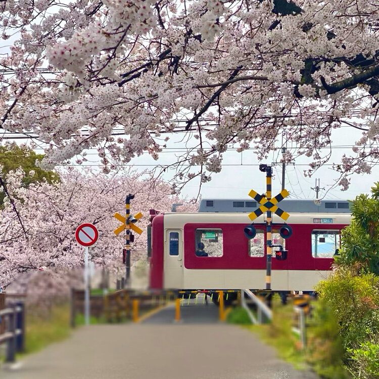 Ayuさんの投稿/高田千本桜 ｜ ことりっぷ
