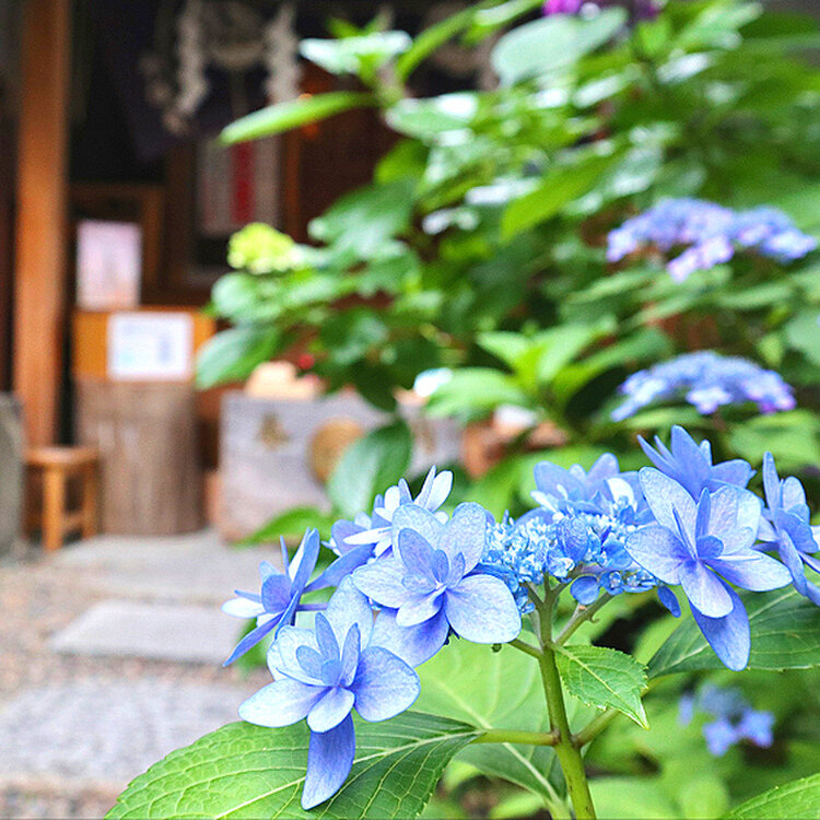 【御朱印巡り♡♡】秋の風情☆美しきイロハモミジと南天の苔盆栽 盆栽鉢付き maxresdefault.jpg