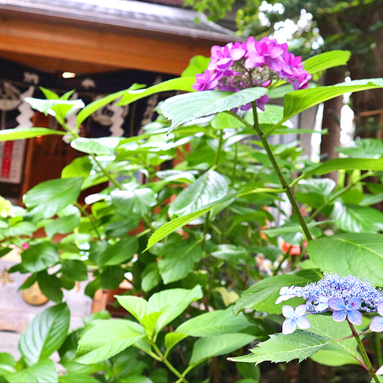 milk.さんの投稿/五十稲荷神社 ｜ ことりっぷ