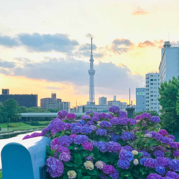 旧中川水辺公園 - （東京都）の詳細情報 ｜ ことりっぷ